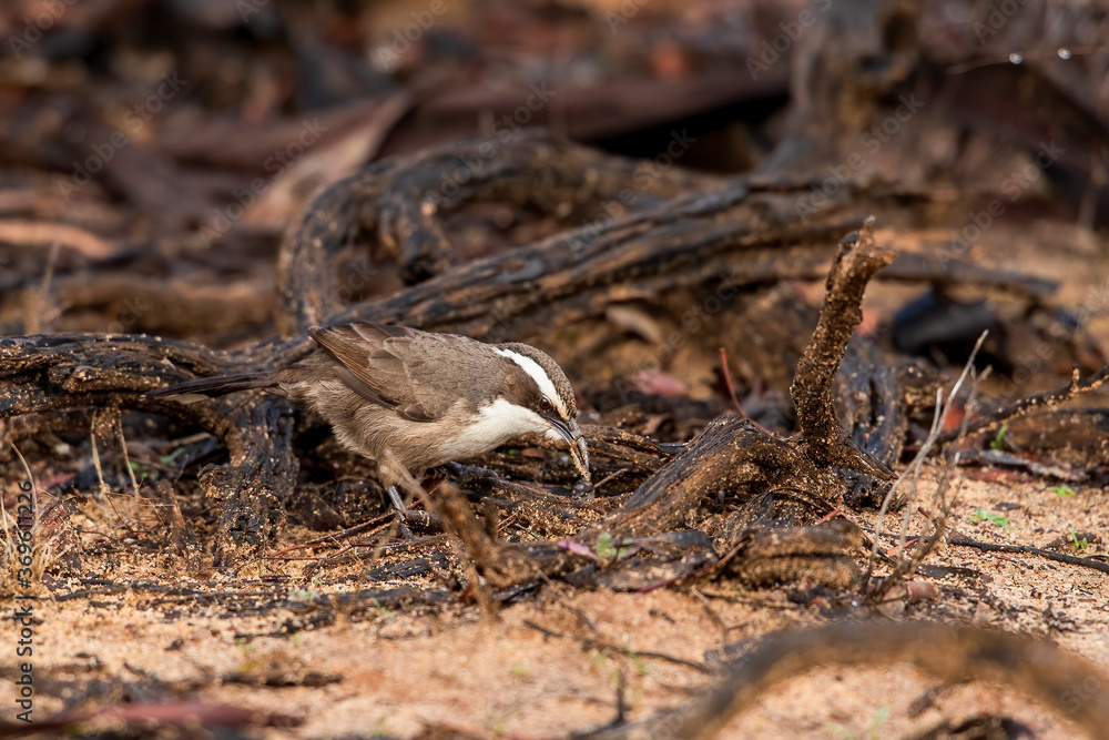 A small dark brown-grey bird with a white throat, a long, pointed curved bill and a distinct white brow; hence its name - White-browed Babbler (Pomatostomus superciliosus) A small dark brown-grey bird with a white throat, a long, pointed curved bill and a distinct white brow; hence its name - White-browed Babbler (Pomatostomus superciliosus)