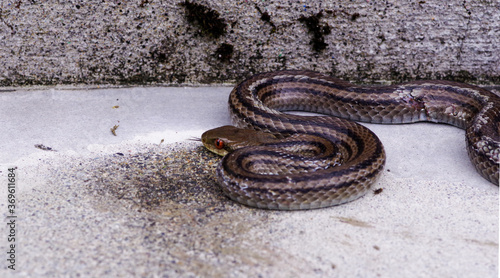 警戒する日本のシマヘビ