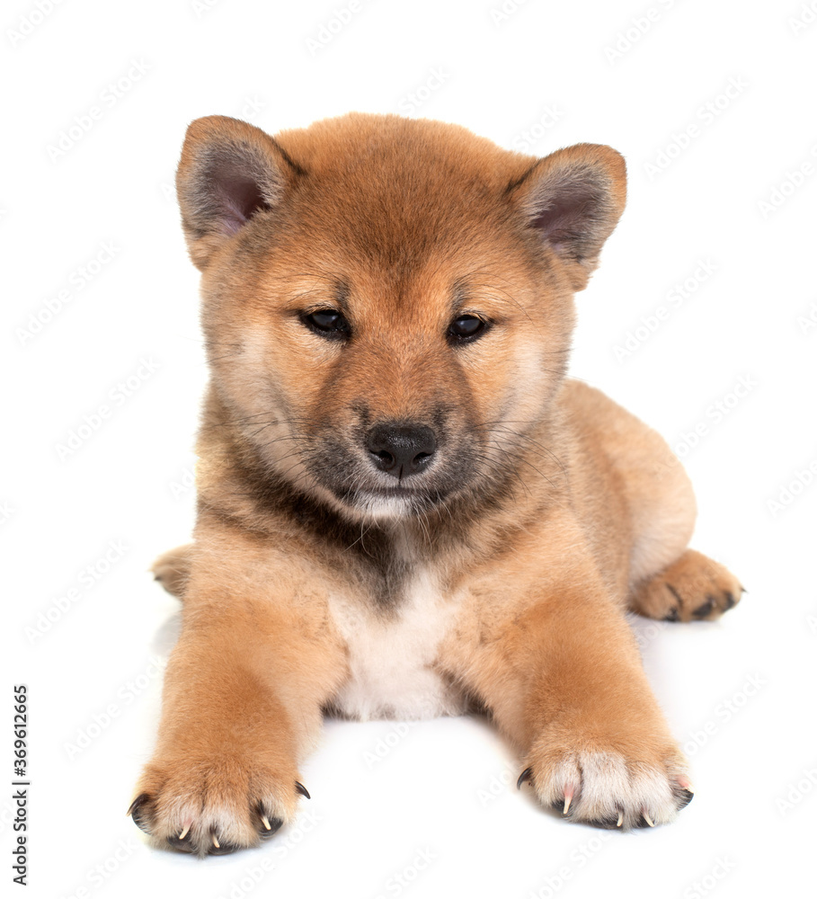 puppy shiba inu