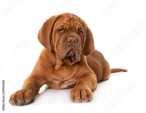 Fototapeta Naklejka Na Ścianę i Meble -  puppy Dogue de Bordeaux