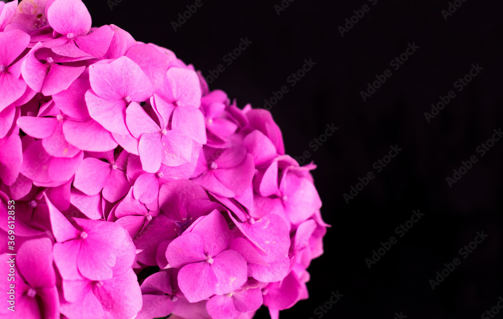 
Flower
 pink hydrangea on black background.Copy space.