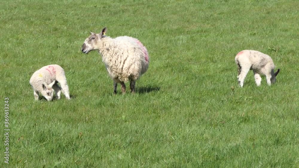 Sheep and lambs laying in the sun in a field in Ireland Sheep and lambs laying in the sun in a field in Ireland
