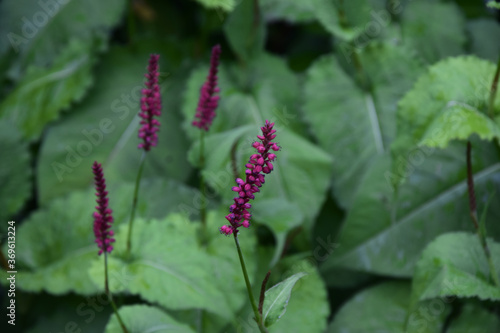 Selective focus shot of a flowering plant called Firetail photo