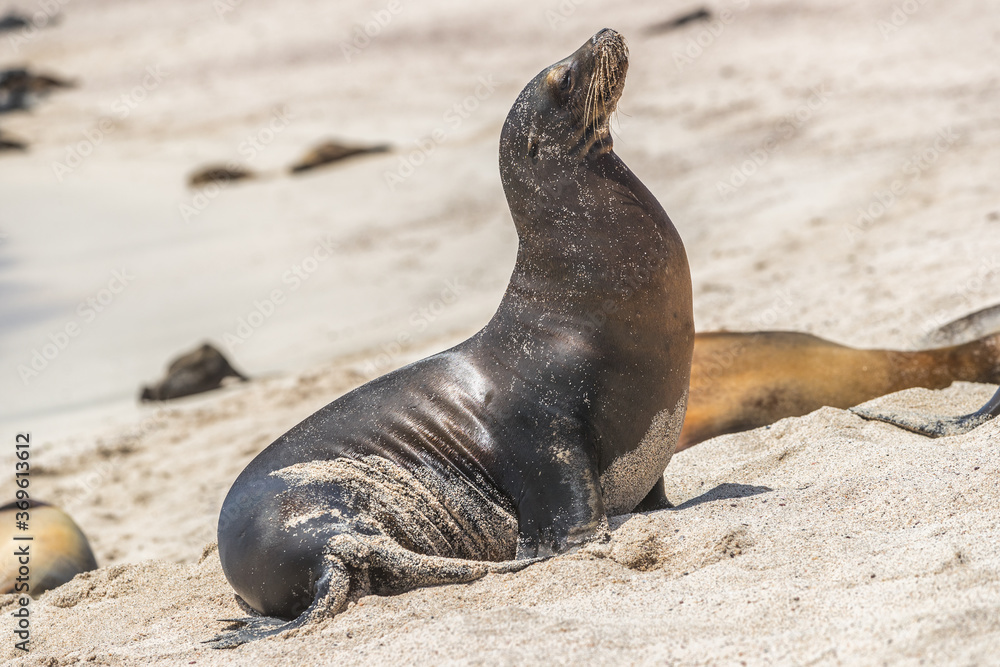 Naklejka premium Galapagos Sea Lion in sand lying on beach. Wildlife in nature, animals in natural habitat.