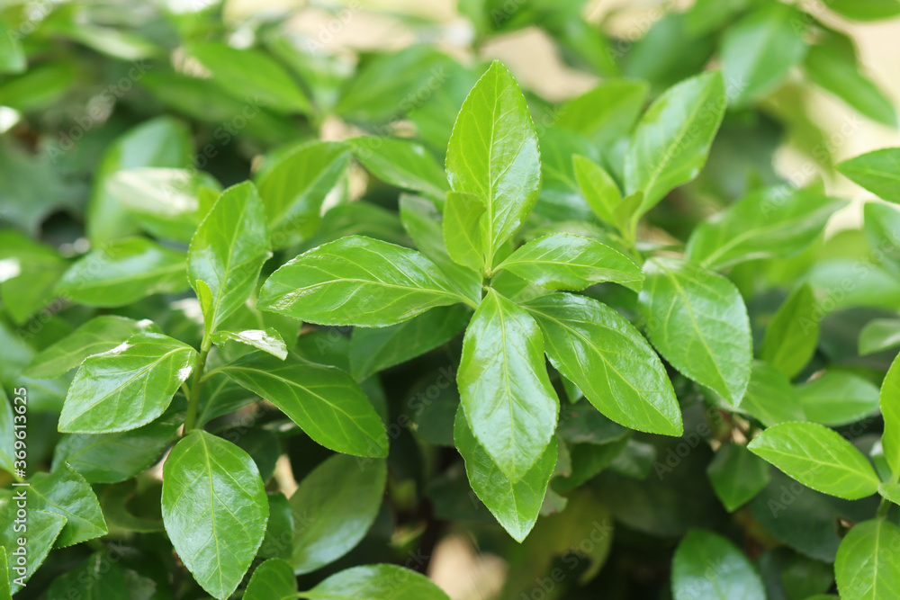 fresh green leaves fresh green leaves