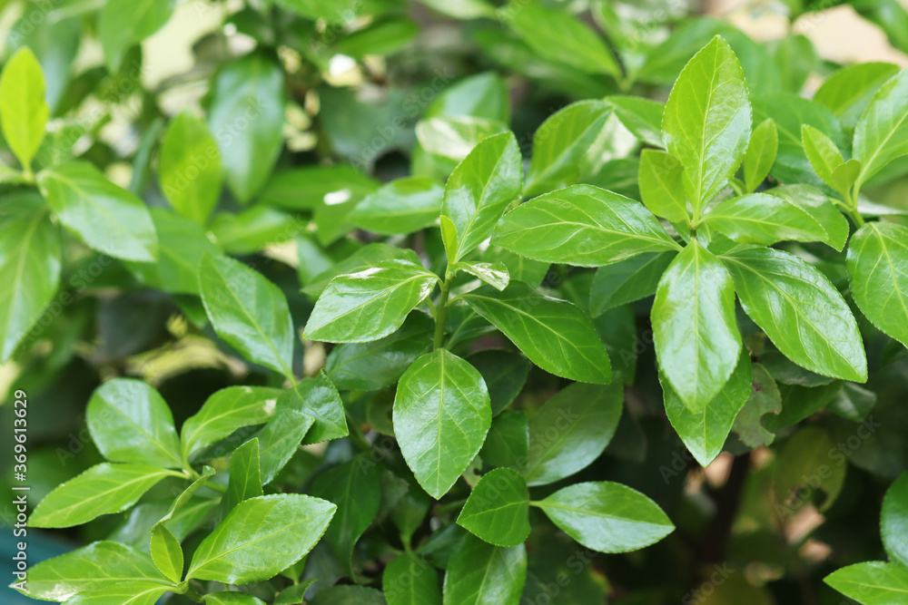 fresh green leaves fresh green leaves
