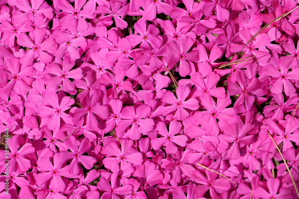 pink background with leaves