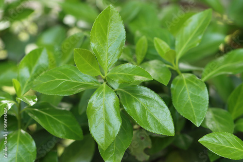 fresh green leaves