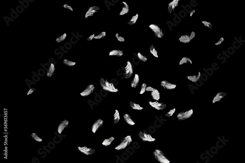 Group of a white feathers bird falling down in the dark. feather abstract on black background. © Siwakorn1933