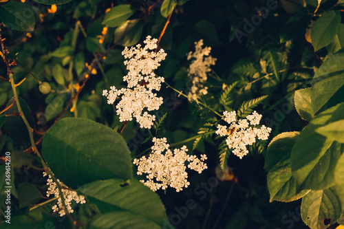 wild white flowers. close up shot. macro