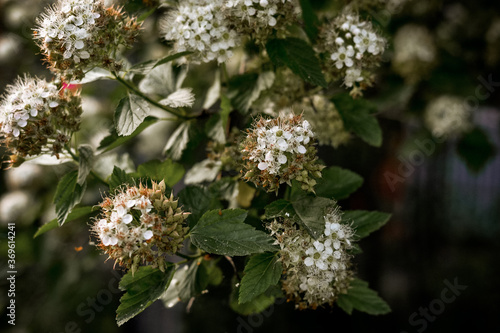 Lots of little white flowers. Background with small flowers.