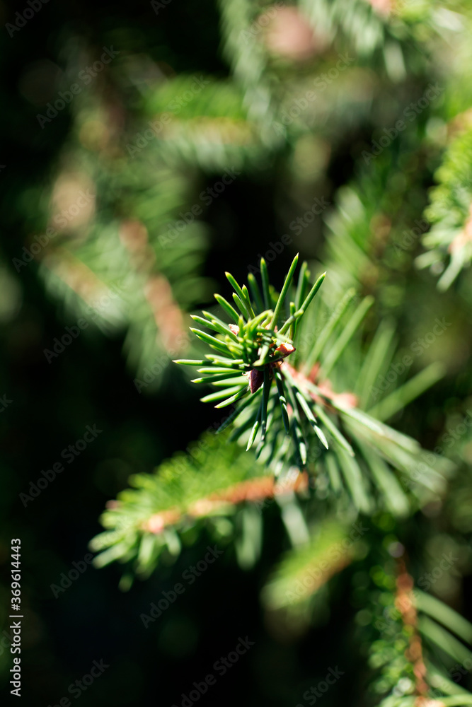 pine tree branch pine tree branch
