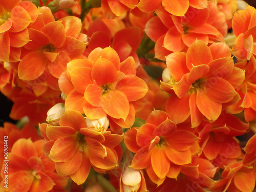 Closeup shot of orange wallflowers photo