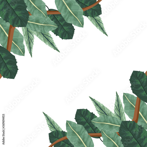 tropical leafs palm nature frame
