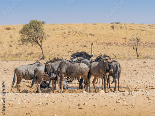 Wildebeest at a Kalahari Waterhole