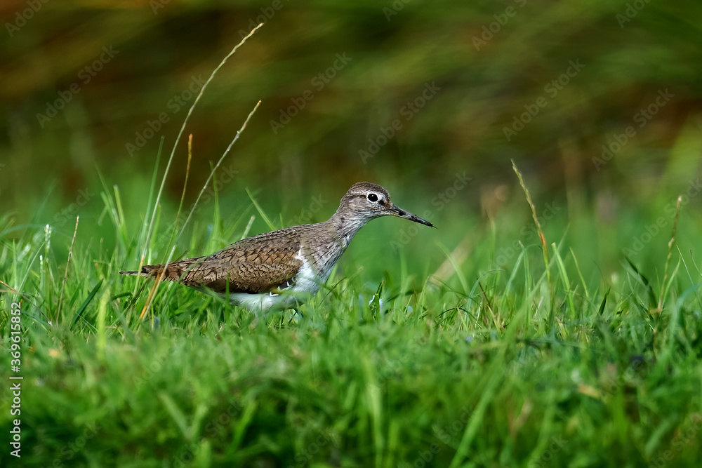 Common sandpiper (Actitis hypoleucos) in its natural enviroment Common sandpiper (Actitis hypoleucos) in its natural enviroment