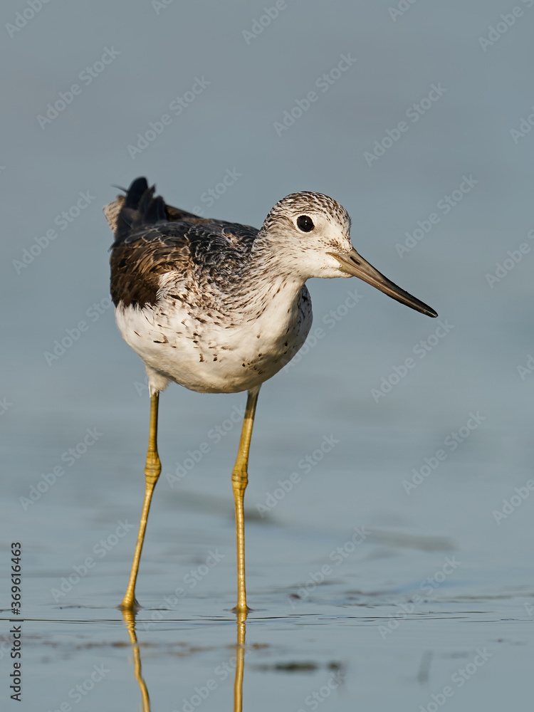Common greenshank (Tringa nebularia) Common greenshank (Tringa nebularia)