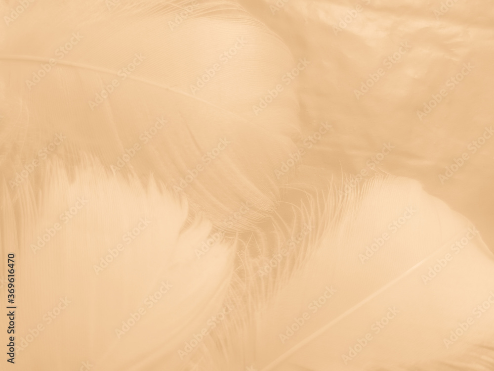 Obraz premium Beautiful abstract orange and white feathers on white background, soft brown feather texture on white pattern background, yellow feather background 