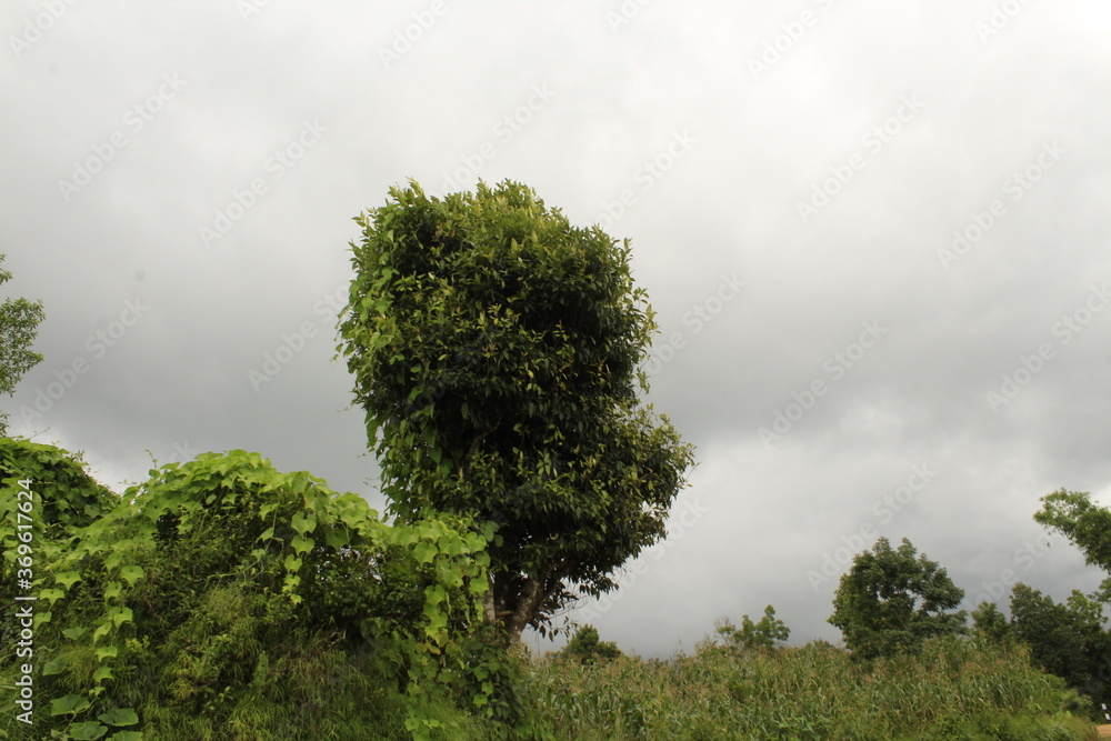 Beautiful green tree and vegetable is growing after raining Beautiful green tree and vegetable is growing after raining