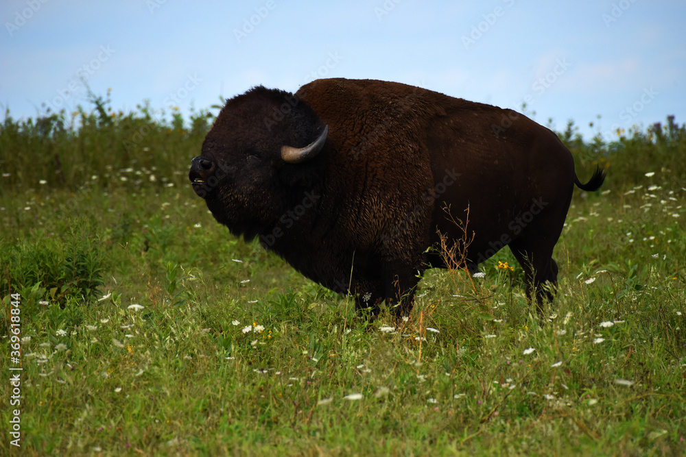 Buffalo Standing on Iowa Prairie