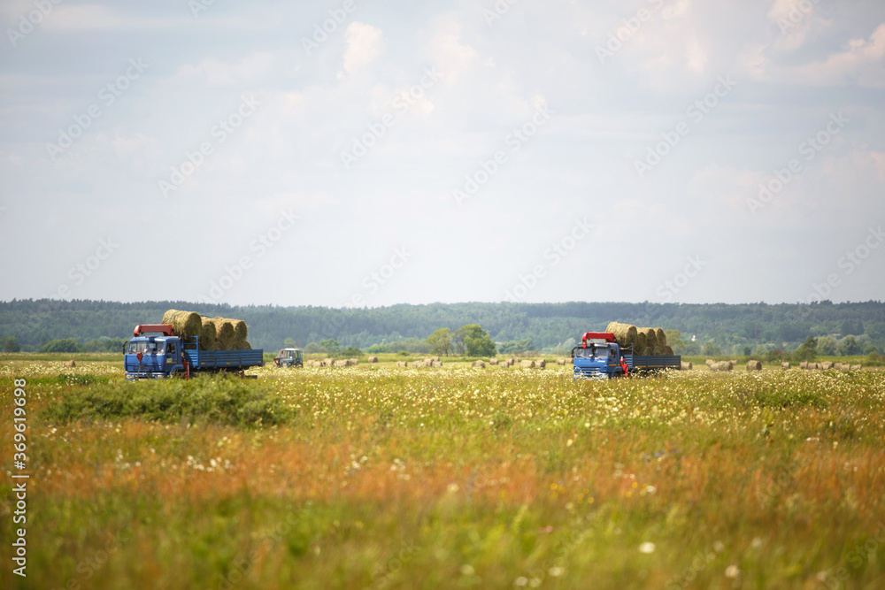 Fototapeta premium A blue truck with an arrow takes round haystacks out of the field. Harvesting for winter fodder for cattle, agriculture, animal keeping, harvesting from the fields