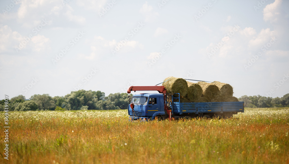 A blue truck with an arrow takes round haystacks out of the field. Harvesting for winter fodder for cattle, agriculture, animal keeping, harvesting from the fields A blue truck with an arrow takes round haystacks out of the field. Harvesting for winter fodder for cattle, agriculture, animal keeping, harvesting from the fields