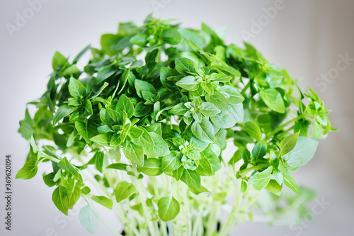 Fresh aromatic culinary herbs. Bunch of greek basil on a white background