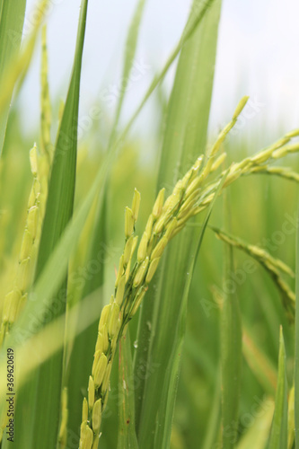 Asian rice with the small wind pollinated flowers is called a spikelet at Sekinchan  Malaysia