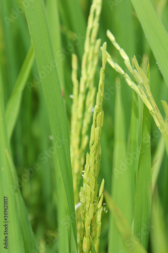 Asian rice with the small wind pollinated flowers is called a spikelet at Sekinchan  Malaysia
