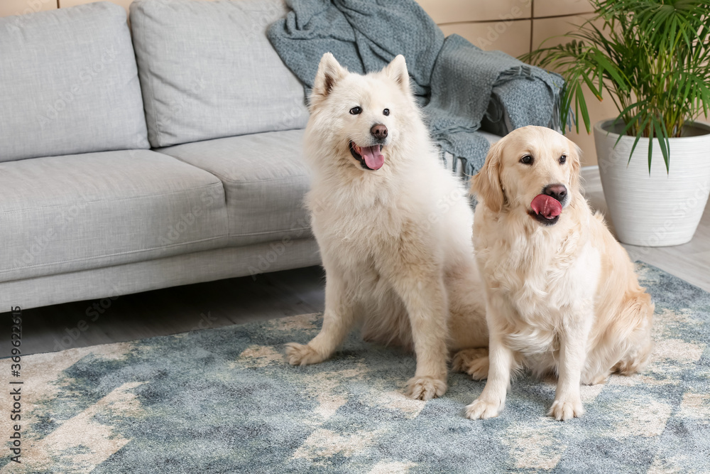 Cute funny dogs on soft carpet at home