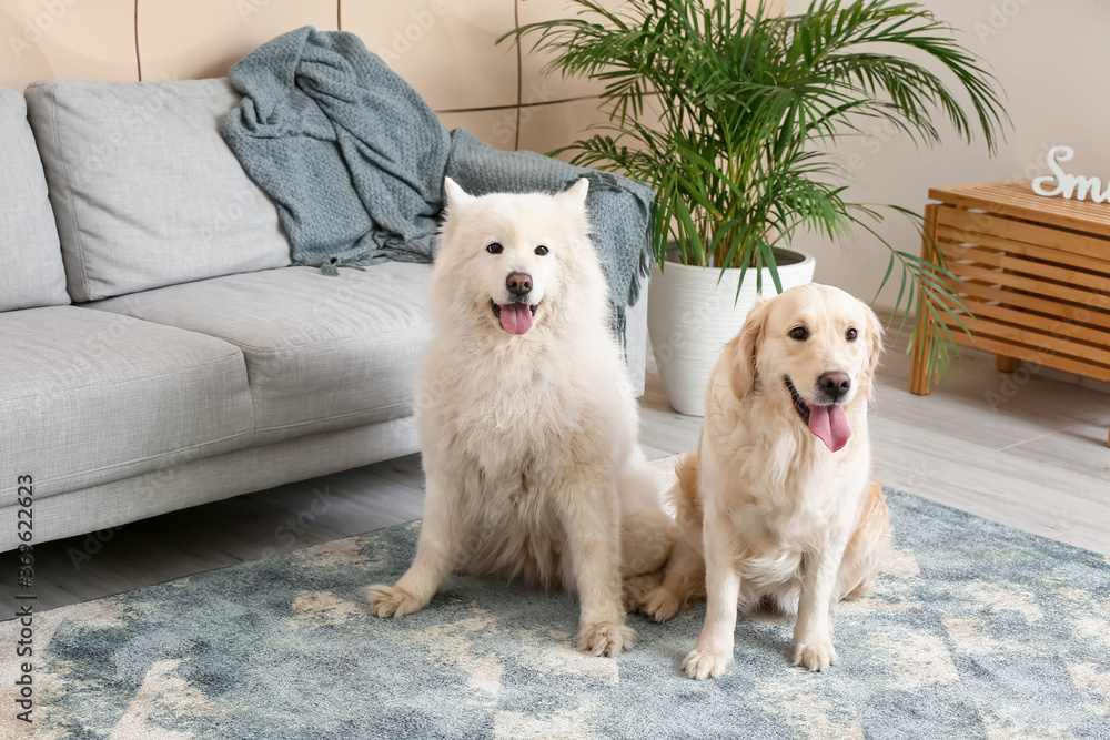 Cute funny dogs on soft carpet at home Cute funny dogs on soft carpet at home
