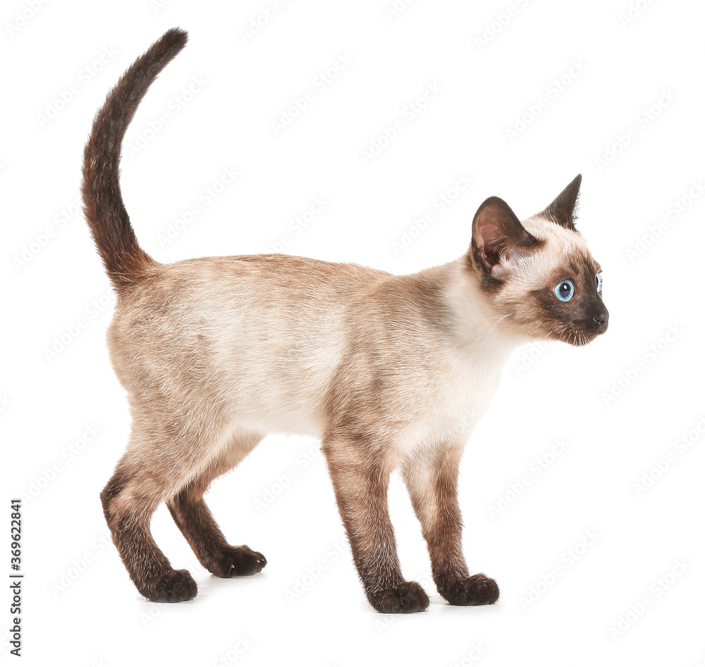 Cute Thai cat on white background Cute Thai cat on white background