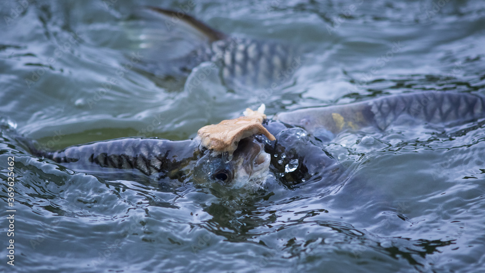 Obraz premium Nile tilapia fish