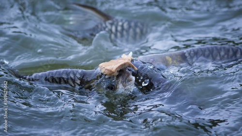 Nile tilapia fish © ttshutter
