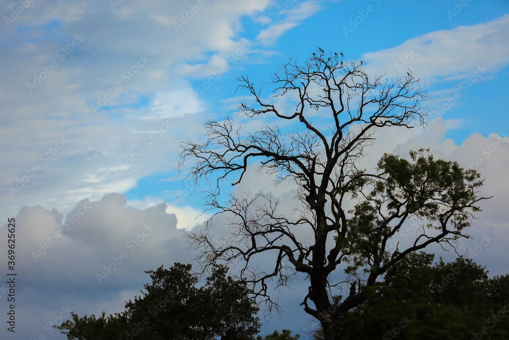 The old and completely dry tree growing against the blue cloudy sky The old and completely dry tree growing against the blue cloudy sky