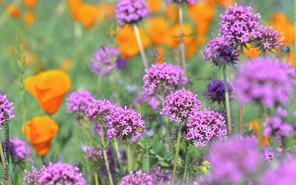 Obraz premium pink flower of a ornamental garlic blooming in a garden with california poppy background