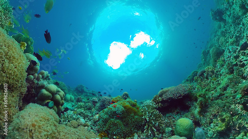 Tropical coral reef. Underwater fishes and corals. Panglao, Philippines. © Alex Traveler