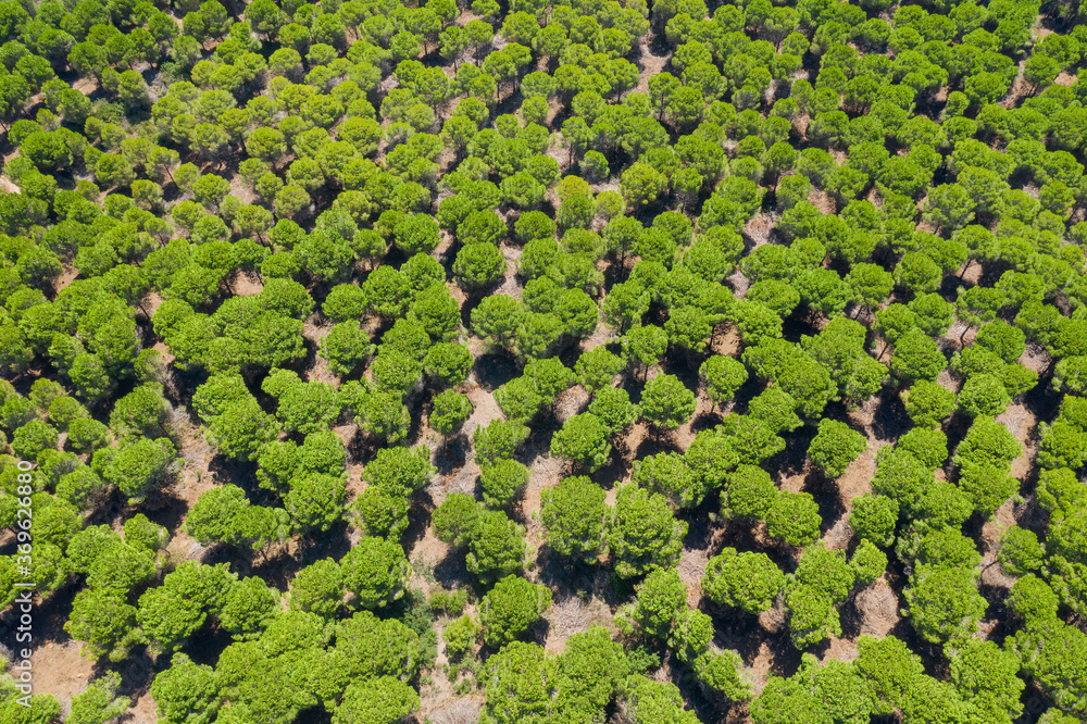 Top view of green forest. Aerial view of trees. 