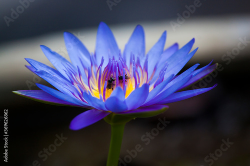 Blue Color Water Lily Closeup with Dark Background