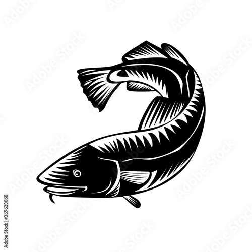 Atlantic Cod Gadus Morhua or Codling Side View Woodcut Style Black and White
