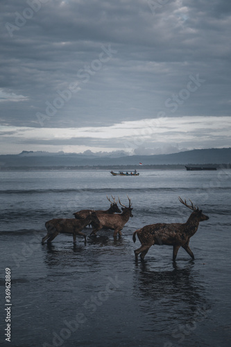 Deer on the beach