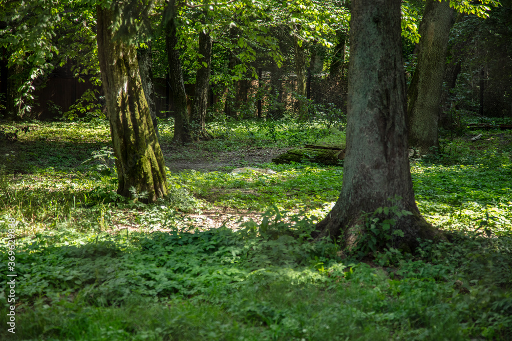 Fototapeta premium beautiful forest landscape in the Bialowieza Forest