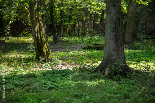 beautiful forest landscape in the Bialowieza Forest