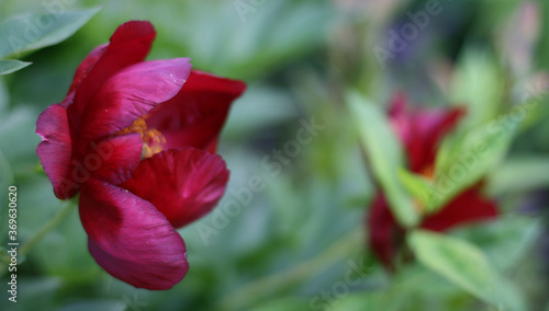 Close up photo of red pion flower in the garden with green background. Summer concept. Floral background for greeting card, banner, flower shop.