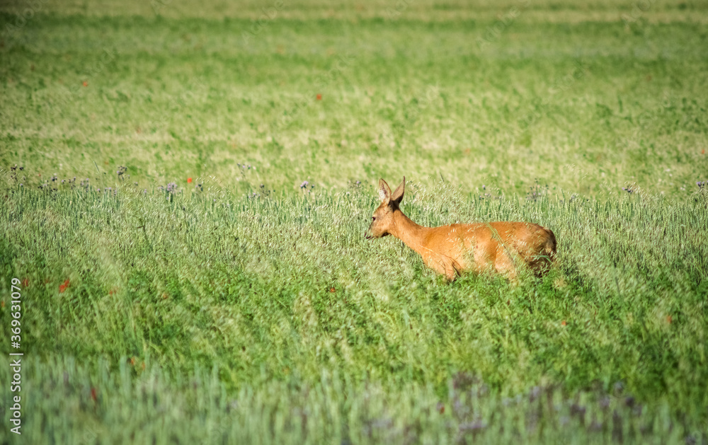 Female deer in a meadow Female deer in a meadow