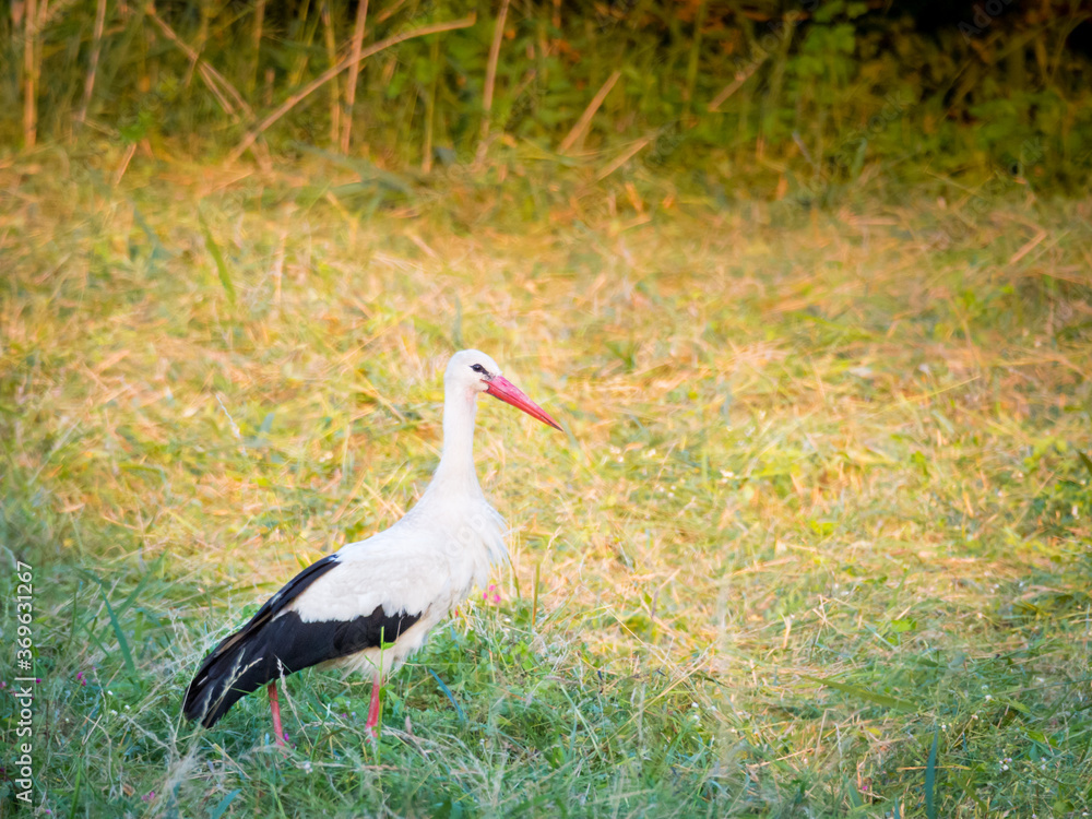 Naklejka premium Stork in a meadow