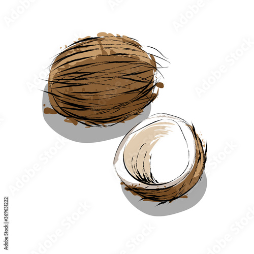 Hand drawn Natural coconut nuts, chopped and whole.Organic food concept.Eco friendly,vegan,vegetarian.For the design of cosmetics, menus and packaging. Vintage botanical illustration isolated on white