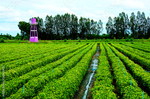 Lanscape of jusmine tree plots with purple water tank tower photo