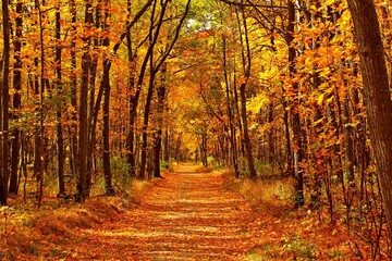 Keuken achterwand Bosweg Herfstweg door gouden bladerbos  © Real Moment