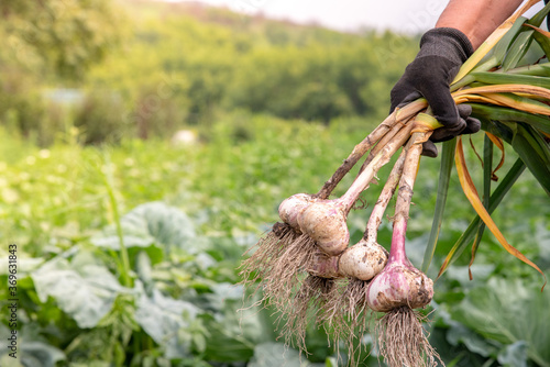 Harvesting. Gardener holding a bunch of fresh white and purple garlic from the garden
